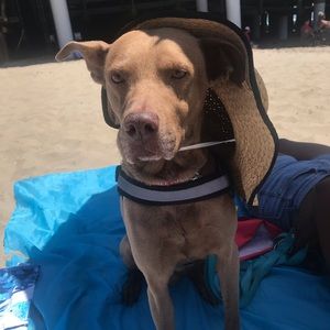 Meet your Posher, Steen